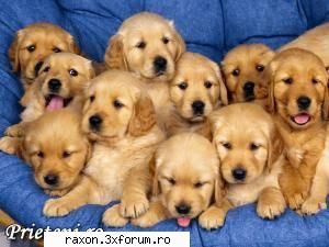 Catzi catei sunt in imagine? - maddha - Joaca-te pe forum